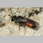 Sphecodes crassus - Blutbiene w003a 4mm - OS-Hasbergen Lehmhuegel det.jpg